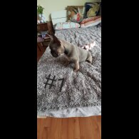 French Bulldog - Both