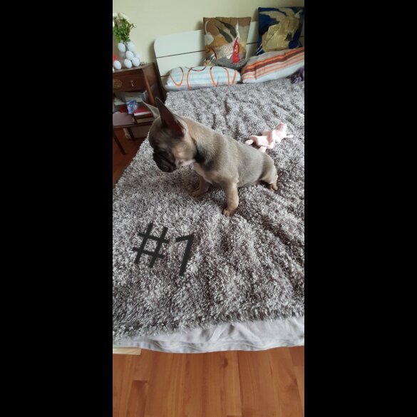 French Bulldog - Both