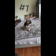 French Bulldog - Both