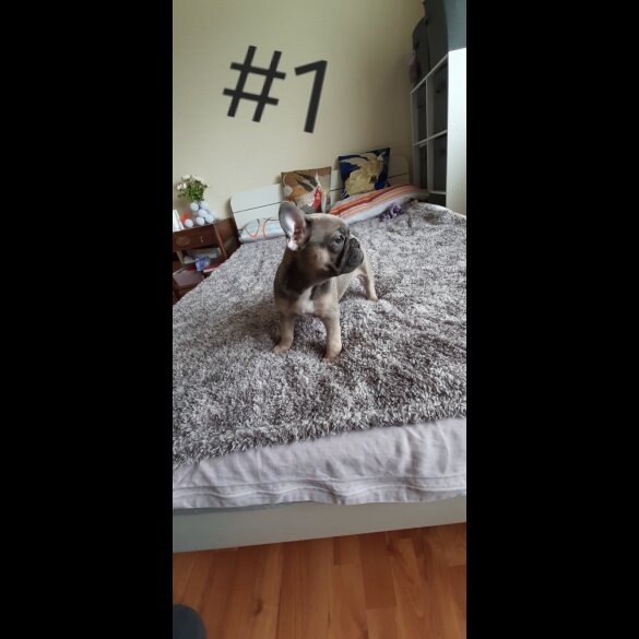 French Bulldog - Both