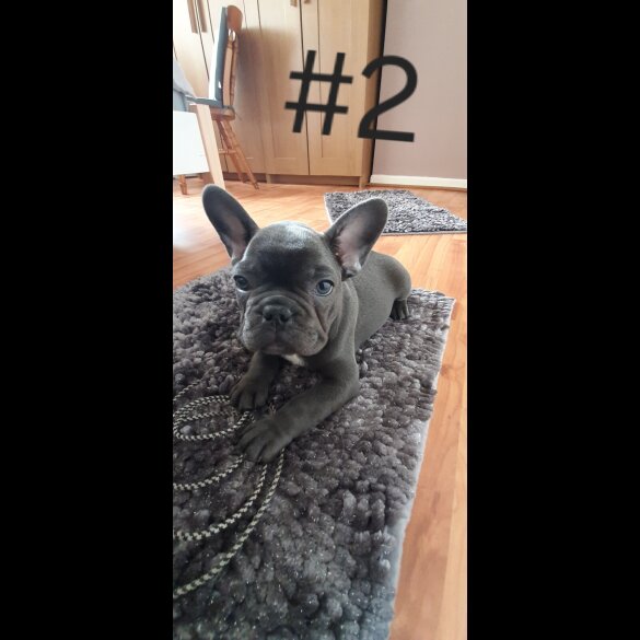French Bulldog - Both