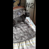 French Bulldog - Both