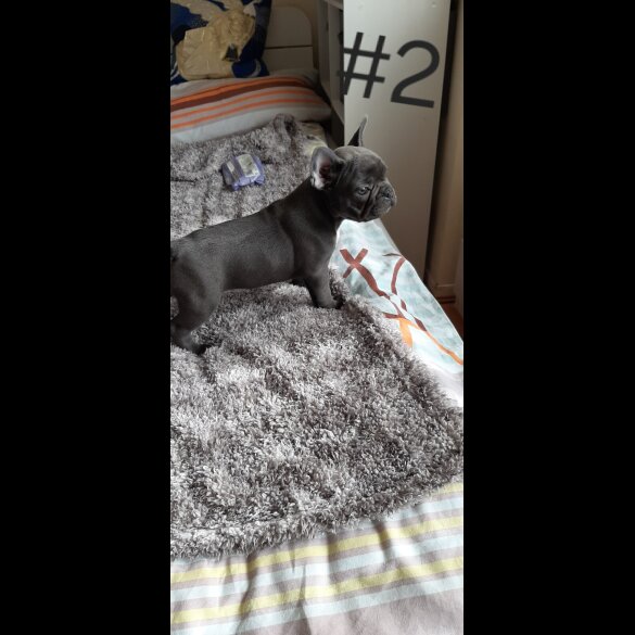 French Bulldog - Both