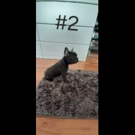 French Bulldog - Both