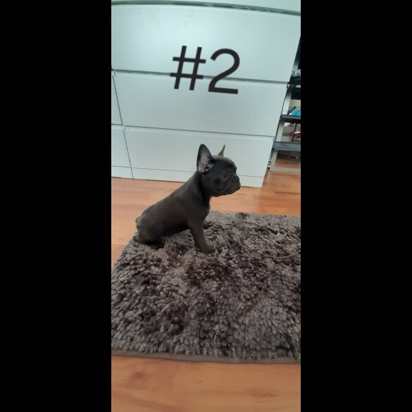 French Bulldog - Both