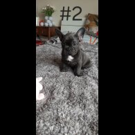 French Bulldog - Both