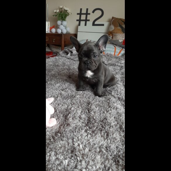 French Bulldog - Both