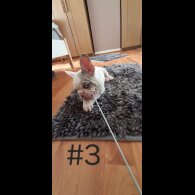 French Bulldog - Both