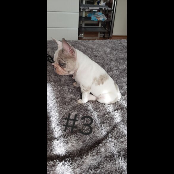 French Bulldog - Both