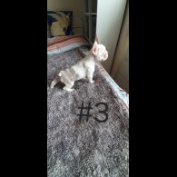 French Bulldog - Both