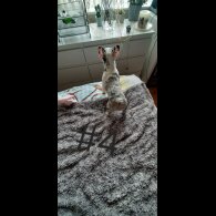 French Bulldog - Both