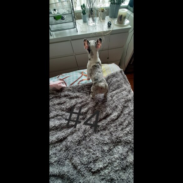 French Bulldog - Both