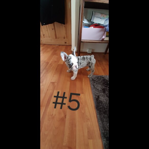 French Bulldog - Both