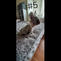 French Bulldog - Both