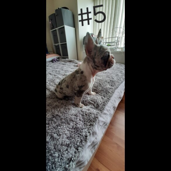 French Bulldog - Both