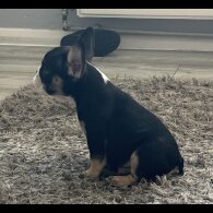 French Bulldog - Dogs