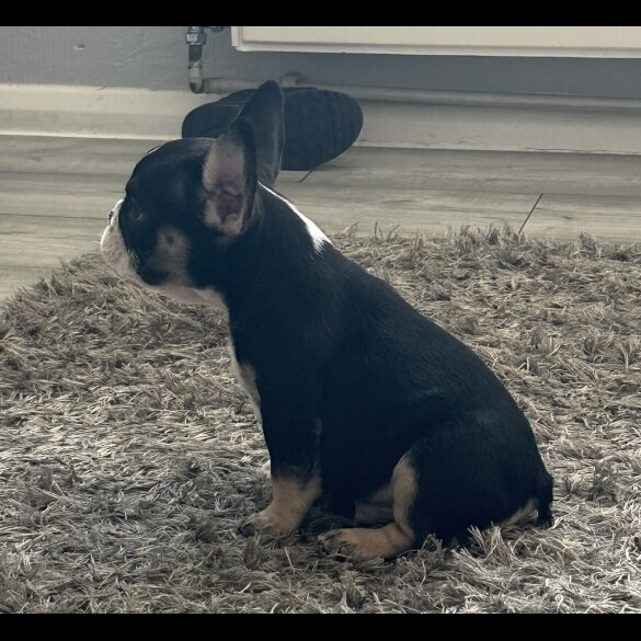 French Bulldog - Dogs