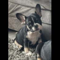 French Bulldog - Dogs