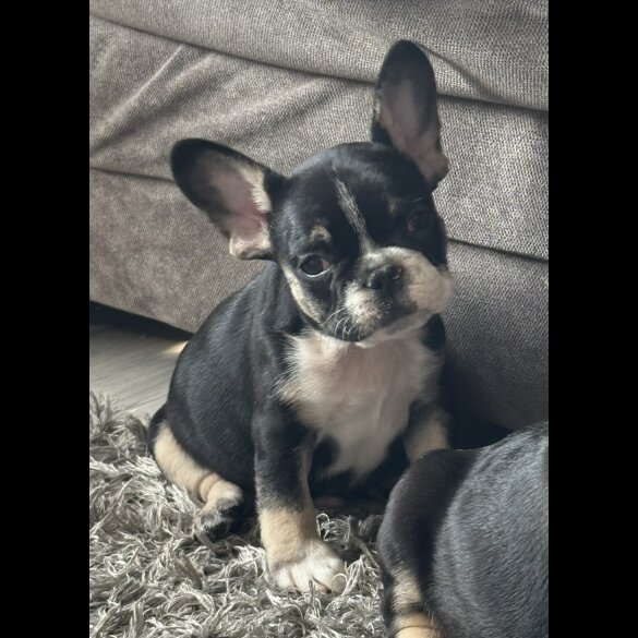 French Bulldog - Dogs