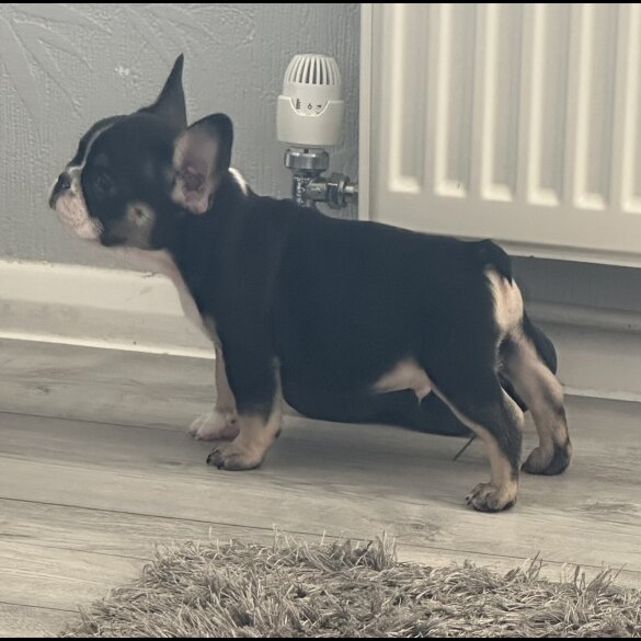French Bulldog - Dogs