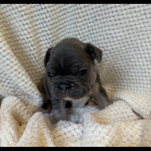 French Bulldog - Dogs