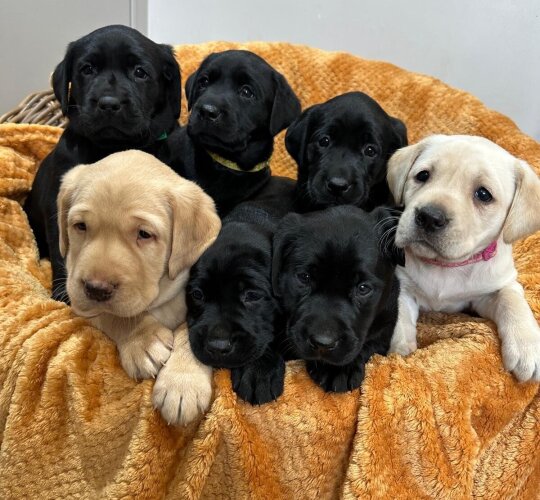 Labrador Retriever