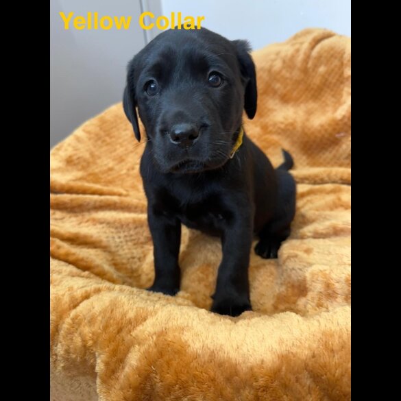 Labrador Retriever - Both