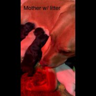 Labrador Retriever - Both
