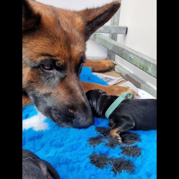 German Shepherd (Alsatian) - Bitches