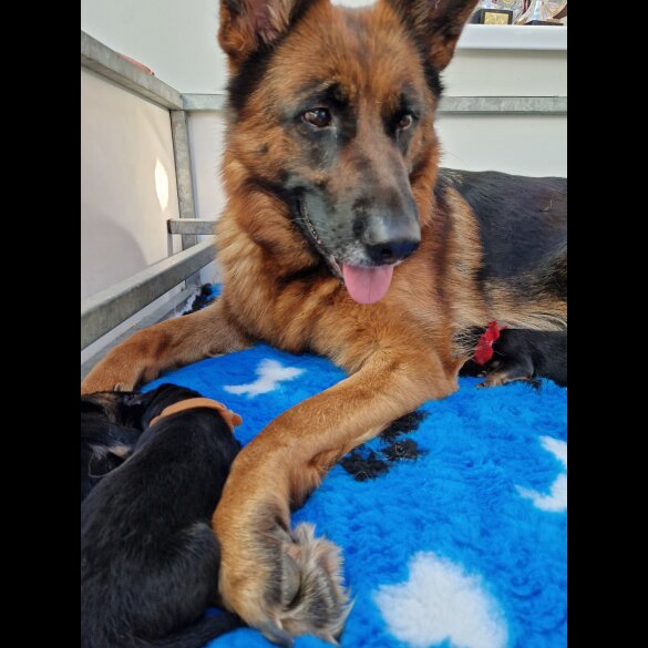 German Shepherd (Alsatian) - Bitches