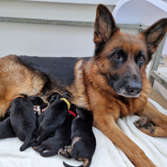 German Shepherd (Alsatian) - Bitches