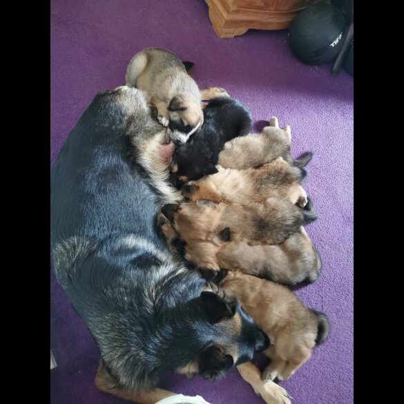 German Shepherd (Alsatian) - Bitches