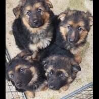 German Shepherd (Alsatian) - Both