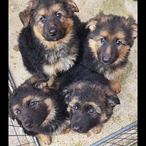 German Shepherd (Alsatian) - Both