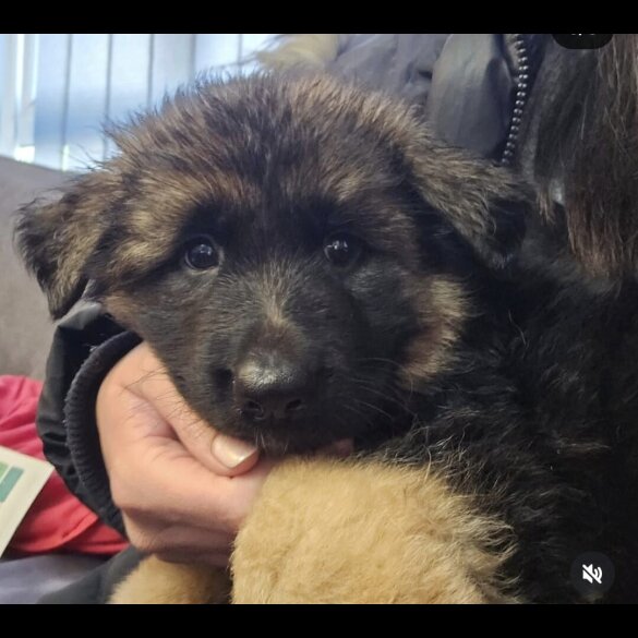 German Shepherd (Alsatian) - Both