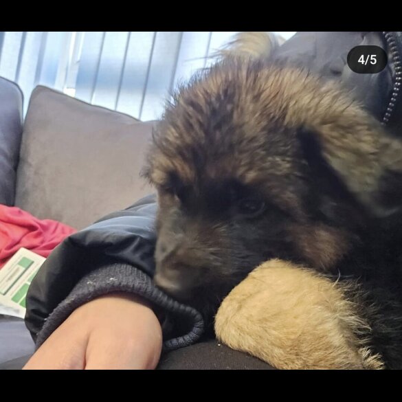 German Shepherd (Alsatian) - Both