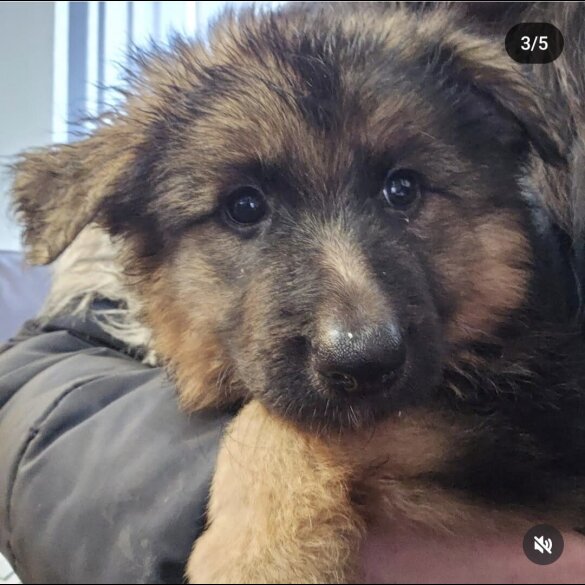 German Shepherd (Alsatian) - Both