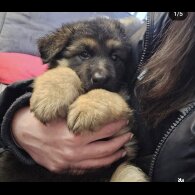 German Shepherd (Alsatian) - Both