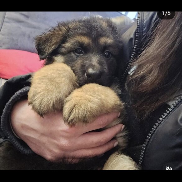 German Shepherd (Alsatian) - Both