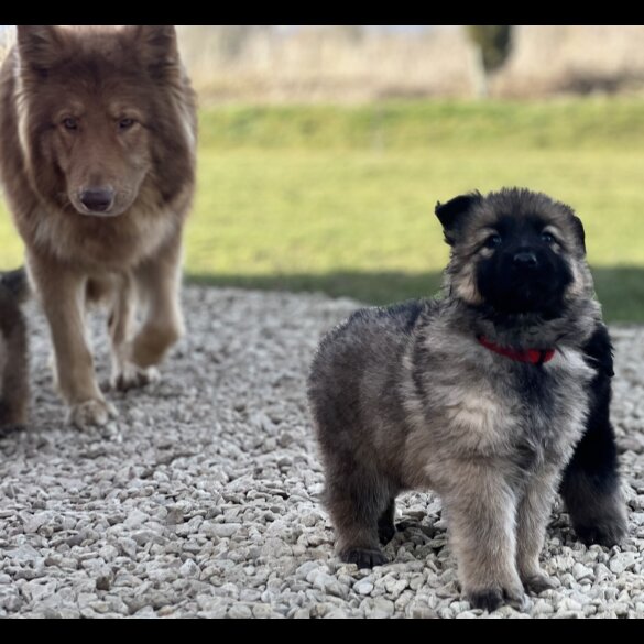 German Shepherd (Alsatian) - Both
