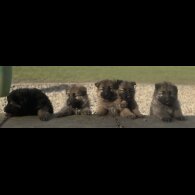 German Shepherd (Alsatian) - Both