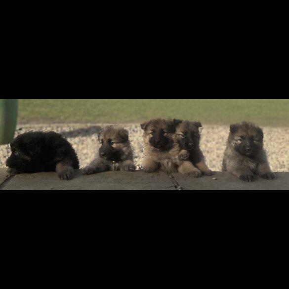 German Shepherd (Alsatian) - Both