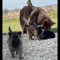 German Shepherd (Alsatian) - Both