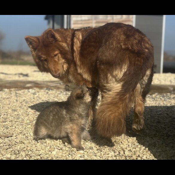 German Shepherd (Alsatian) - Both