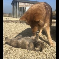German Shepherd (Alsatian) - Both