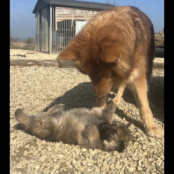 German Shepherd (Alsatian) - Both