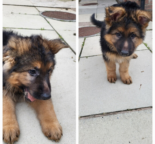 German Shepherd (Alsatian)