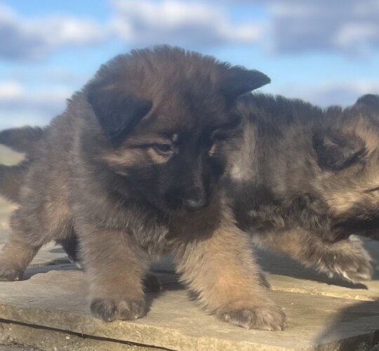 German Shepherd (Alsatian)