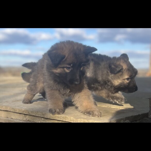 German Shepherd (Alsatian) - Both