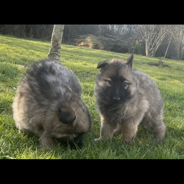 German Shepherd (Alsatian) - Both